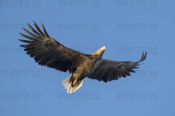 White-tailed eagle (Haliaeetus albicilla), Lofoten, Norway