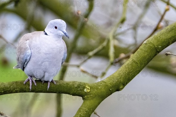 White dove on a branch