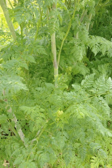 Spotted hemlock, Spotted hemlock (Conium maculatum), Bangenkraut, Blood hemlock, Dollwort, Earth hemlock, Mouse hemlock, Dizzy hemlock, Stinking hemlock, Belladonna, Bird's death, Strangler