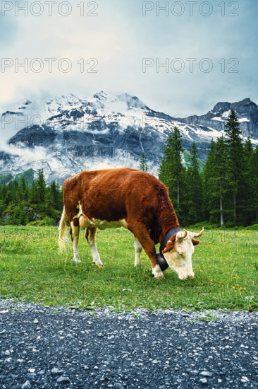 A cow grazing on grass in a meadow with mountains and clouds, Alpine cows, mountains, animal, cow, Switzerland