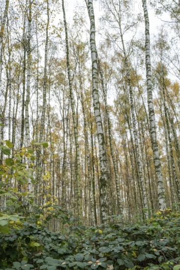 Pioneer plant, new birch forest emerges