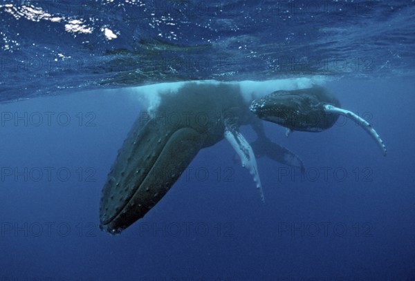 Humpback whale, mother and calf, Megaptera novaeangliae, Rurutu, Pacific Ocean, Tahiti, French Polynesia