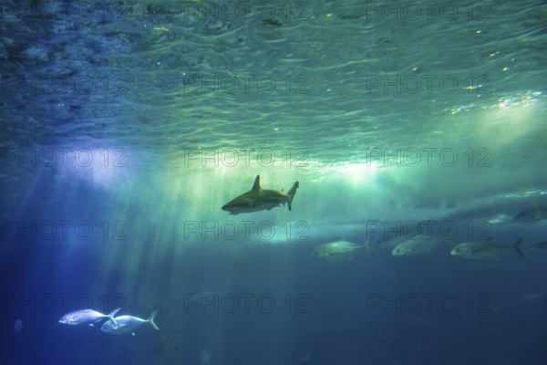 Undersea scene background. A shark and tropical fishes in deep blue water. Undersea marine life. Copy space