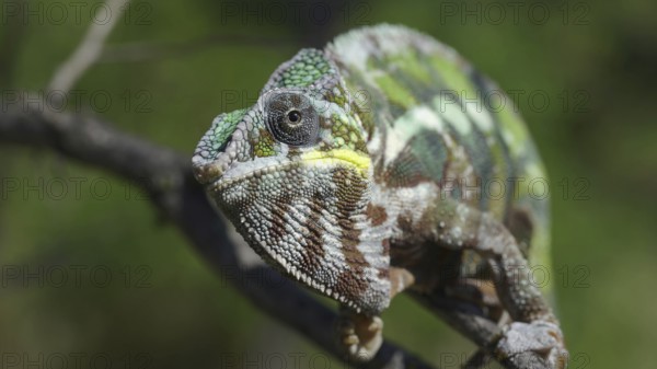 ?hameleon sits on a tree branch, licks his lips and looks around. Panther chameleon (Furcifer pardalis) . Front side, Close-up