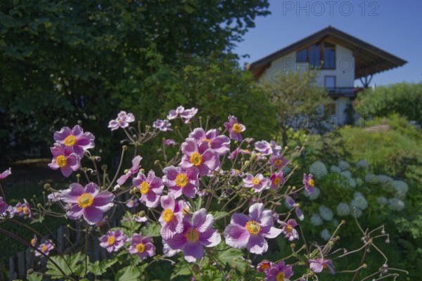 Blooming anemones in Chiemgau, Bernau am Chiemsee, Bernau, summer, August, Chiemgau, Chiemgau Alps, Bavaria, Upper Bavaria, Germany