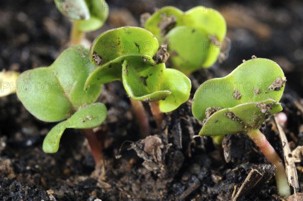 Radish (Raphanus sativus var. sativus), sprouts