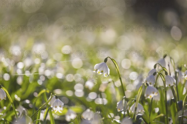 Spring snowflakes (Leucojum vernum) blooming in a riparian forest in Petzschwitz, Pretzschwitz, Saxony, Germany