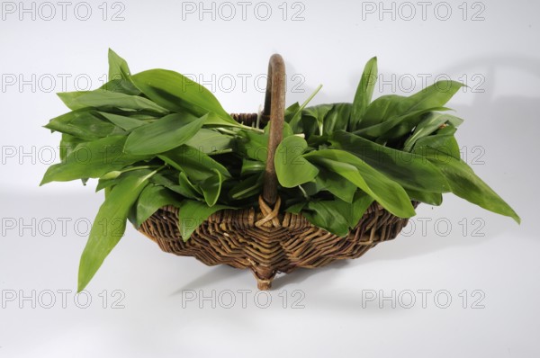 Leaves of wild garlic (Allium ursinum), lily of the valley (Convallaria majalis), autumn linseed and spotted arum (Arum maculatum) in collection basket (Colchicum autumnale), basket
