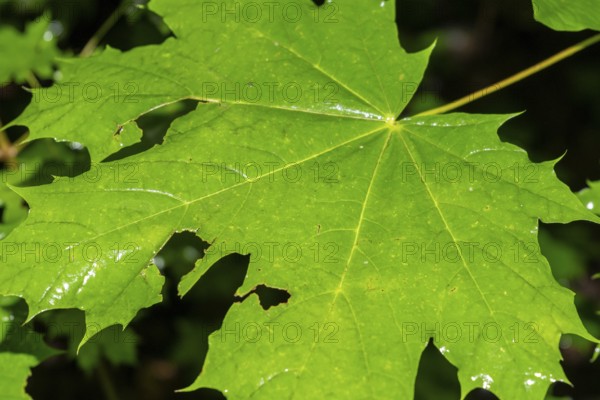 Wet single large tree leaf after the rain