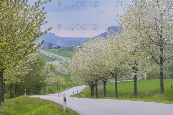 The Kirschallee from Altendorf to Rathmannsdorf with the Königstein Fortress and the Lilienstein on the horizon, Altendorf, Saxony, Germany