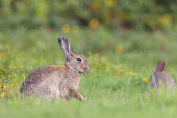 European rabbit (Oryctolagus cuniculus), European rabbit, common rabbit, conejo común, conejo europeo, lapin de garenne, lapin commun, Amrum, Schleswig-Holstein, Germany