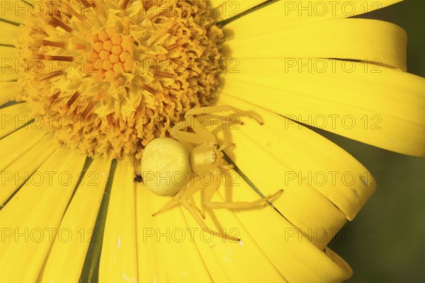 Goldenrod crab spider, yellow form on yellow flower