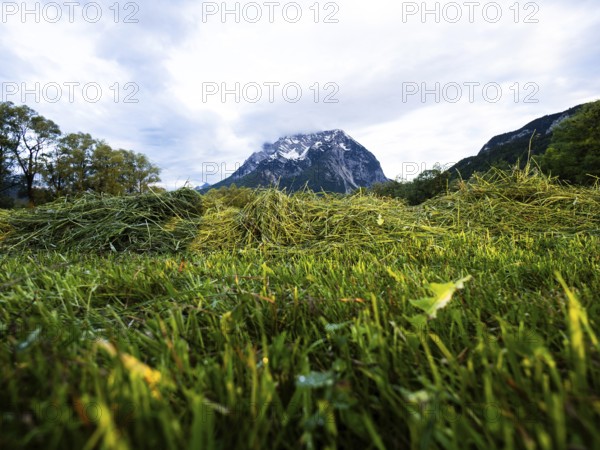 Freshly mown grass, behind the Grimming, near Irdning, Ennstal, Styria, Austria