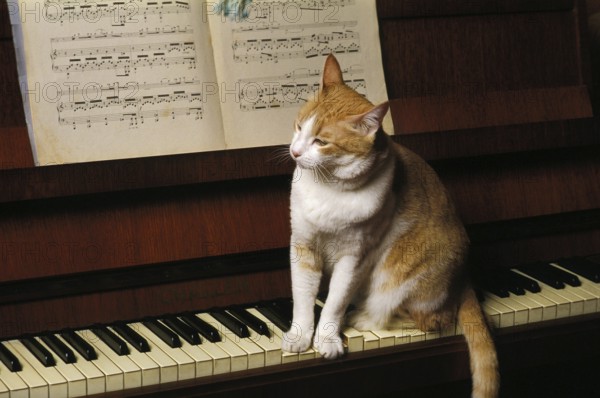 Red and White Domestic Cat, Adult sitting on Piano