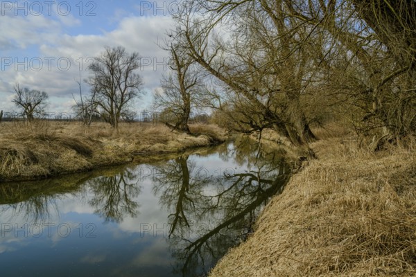Calm river with reflection of barren trees and cloudy sky, alluvial forest, old Danube, Bogen, Lower Bavaria