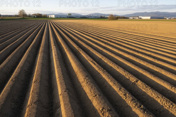 Asparagus field in warm sunset light with emphasised line pattern and texture, Bavarian Forest in the backgroundPlattling, Lower Bavaria, Germany