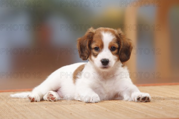 Kooikerhondje, Puppy, 8 weeks, Small Dutch Waterfowl Dog