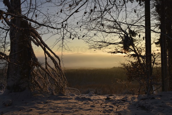 Winter sunrise with snow in the Hunsrück-Hochwald National Park in the area between Wildenburger Kopf and Mörschieder Burr, Rhineland-Palatinate, Germany