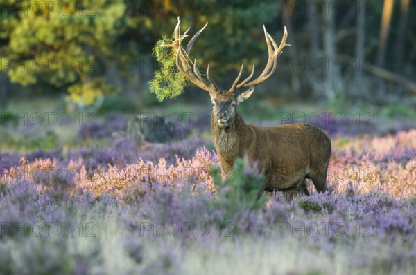 Red deer (Cervus elaphus) male, Netherlands
