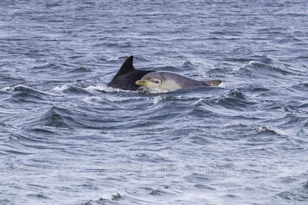 Scotland, Inverness, bottlenose dolphins (Tursiops truncatus)