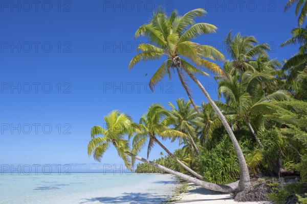 Coconut palm (Cocos nucifera), palm trees stretch out towards the sun and sea, Tetiaroa, atoll, Marlon Brando Island, French Polynesia, Society Islands, Leeward Islands