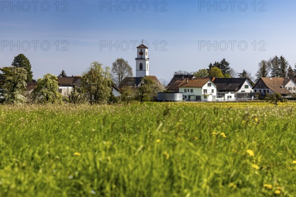 Blooming meadows, village view with church tower in the background, Güttingen, Thurgau, Switzerland