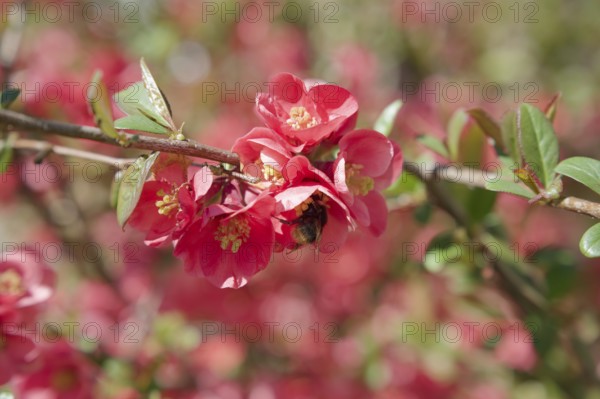 Bumblebee on ornamental quince (Chaenomeles), quince, blossom, wild bee, spring, April, Waldenburg, Hohenlohe, bee pasture, insect pasture, Germany