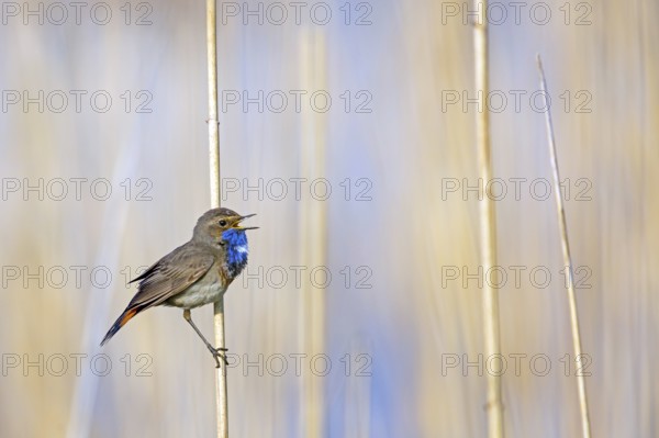 Bluethroat (Luscinia svecica), (Luscinia svecicus), Rhineland-Palatinate, Germany