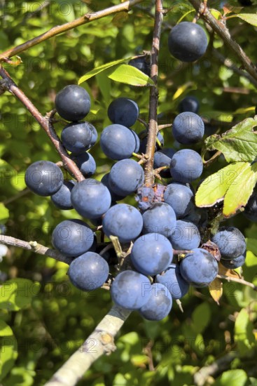 Sloe berries in late summer, (Prunus spinosa), blackthorn, blackthorn, fruit, fruits, berries, Norddeich, Lower Saxony, Federal Republic of Germany