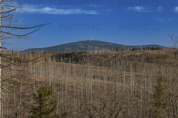 Partially dead trees, spruces, on the Huthberg in the Harz Mountains, Lower Saxony, Germany