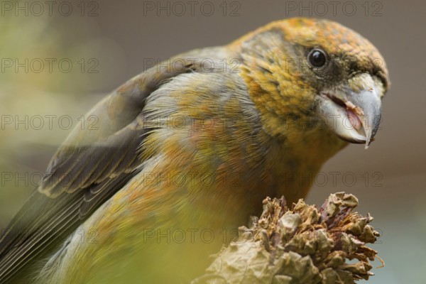 Spruce crossbill (Loxia curvirostra)
