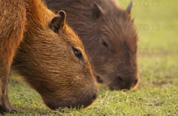Capybara (Hydrochaeris hydrochaeris)
