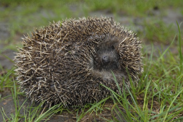 White-breasted hedgehog (Erinaceus concolor)