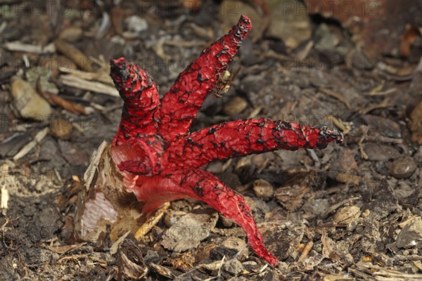 Cuttlefish mushroom (Clathrus archeri)