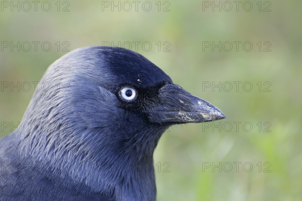Jackdaw
