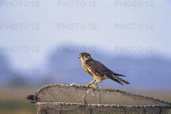 Merlin - on hawk's basket (Falco columbarius)