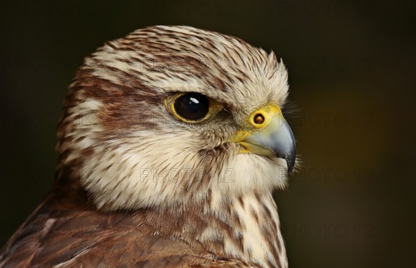 Merlin (Falco columbarius)