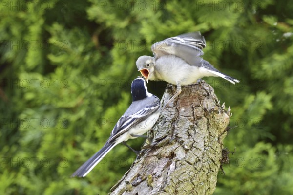 White wagtail (Motacilla alba)