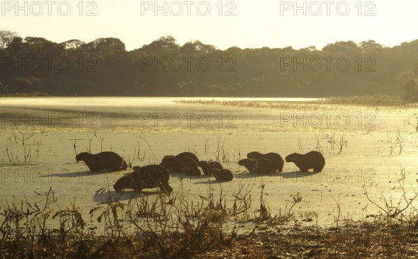 Capybaras in the Pantanal (Hydrochaeris hydrochaeris)