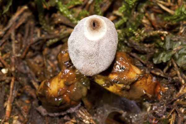 Small nesting star (Geastrum quadrifidum)