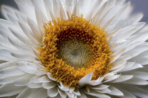 Garden strawflower (Xerochrysum bracteatum (Vent.) Tzvelev, syn. Helichrysum bracteatum (Vent.) Andrews, Bracteantha bract (Xerochrysum bracteatum hortorum)
