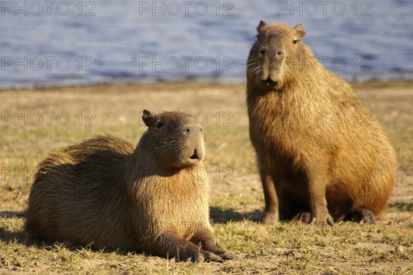 Capybara (Hydrochaeris hydrochaeris)