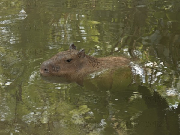 Capybara (Hydrochoerus hydrochaeris)
