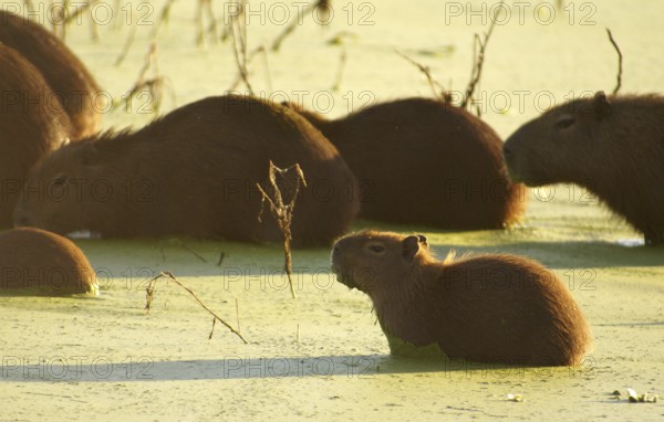 Capybara (Hydrochaeris hydrochaeris)