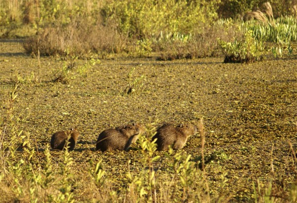 Capybaras in the Pantanal (Hydrochaeris hydrochaeris)