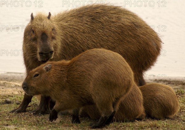 Capybara (Hydrochaeris hydrochaeris)
