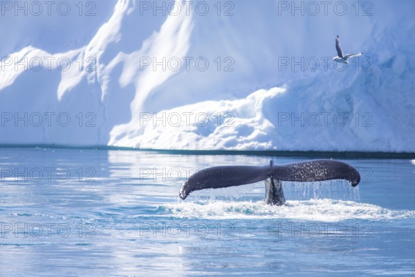 Humpback whale in the waters of Greenland (Megaptera novaeangliae)