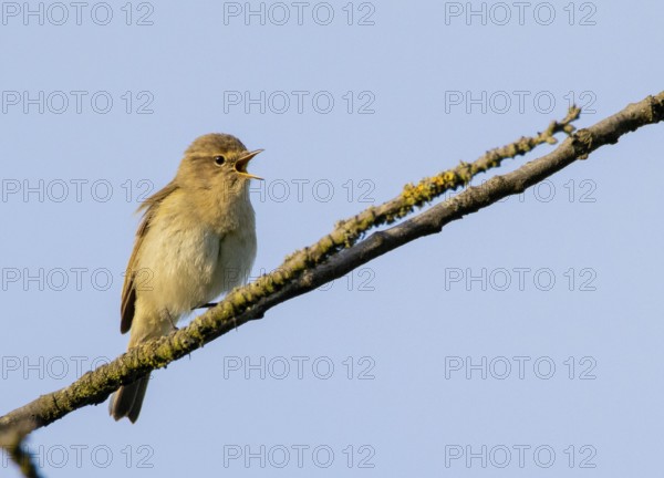 Chiffchaff (Phylloscopus collybita)