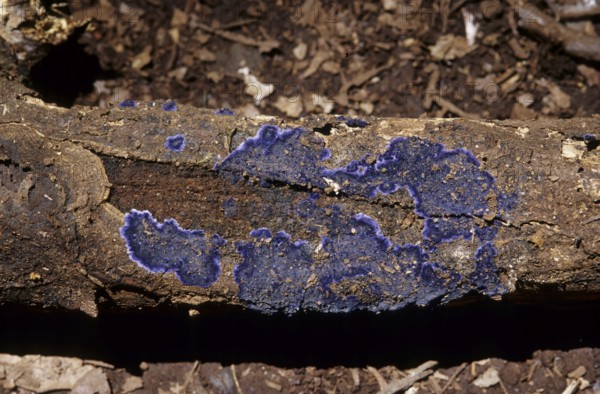 Blue bark fungus (Terana caerulea)