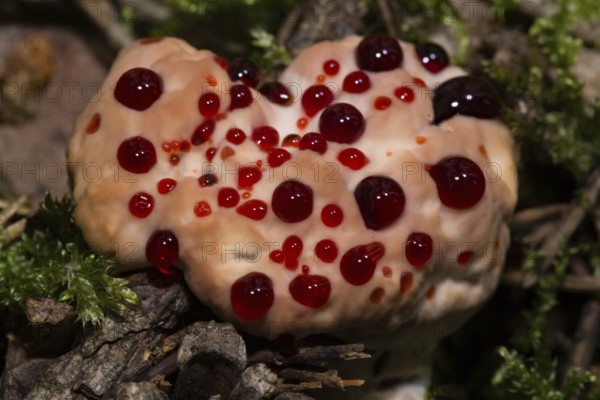 Bleeding cork stinging (Hydnellum peckii)